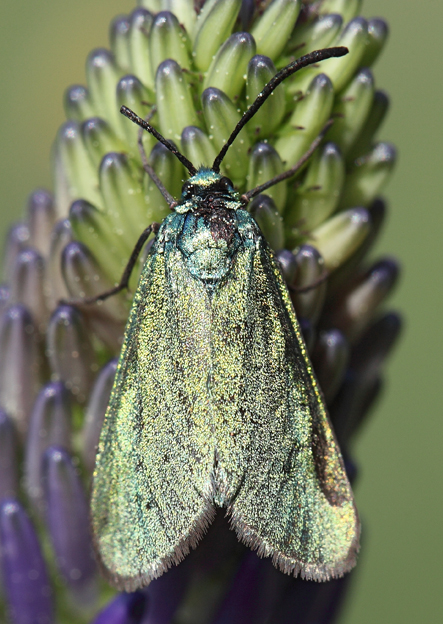 Zygaenidae da id